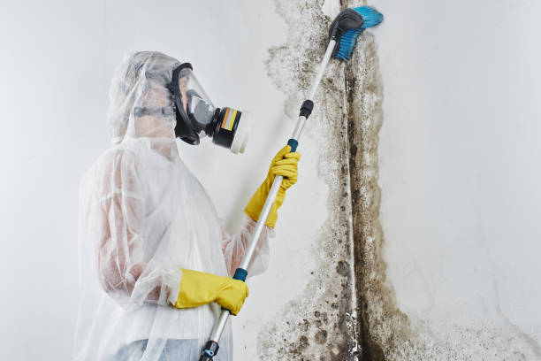 Biohazard Mold Removal in Mount Vernon, GA